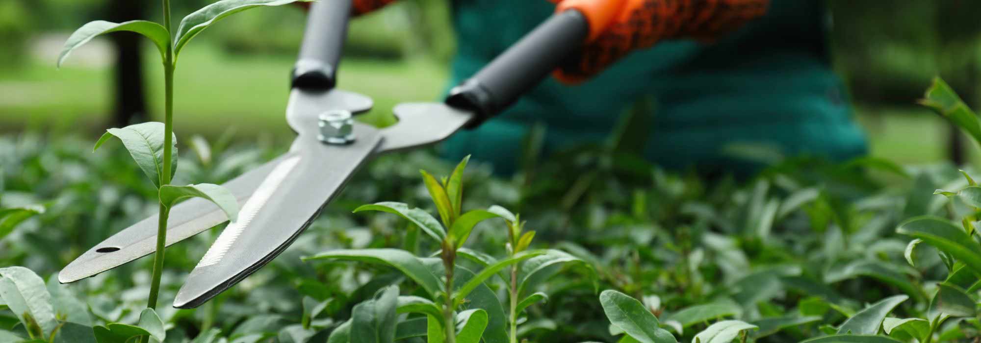 El recorte de las setas