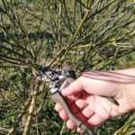 ¿Cómo podar un brezo?