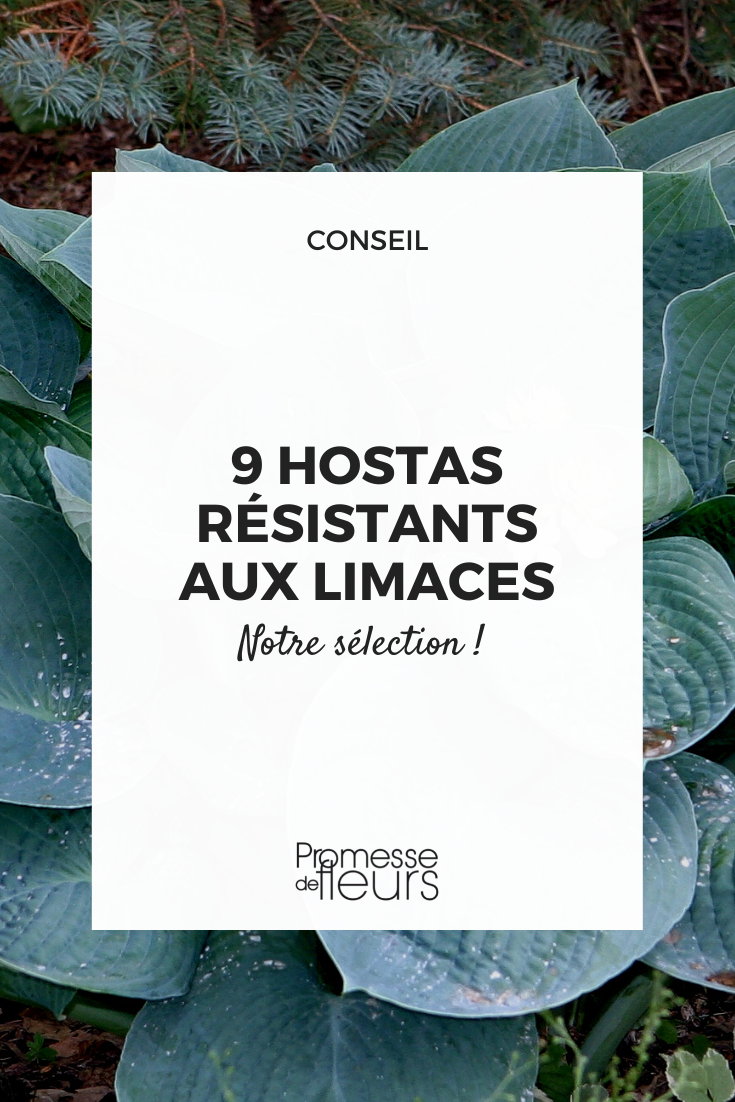 Selección de Hostas que resisten mejor a los gasterópodos