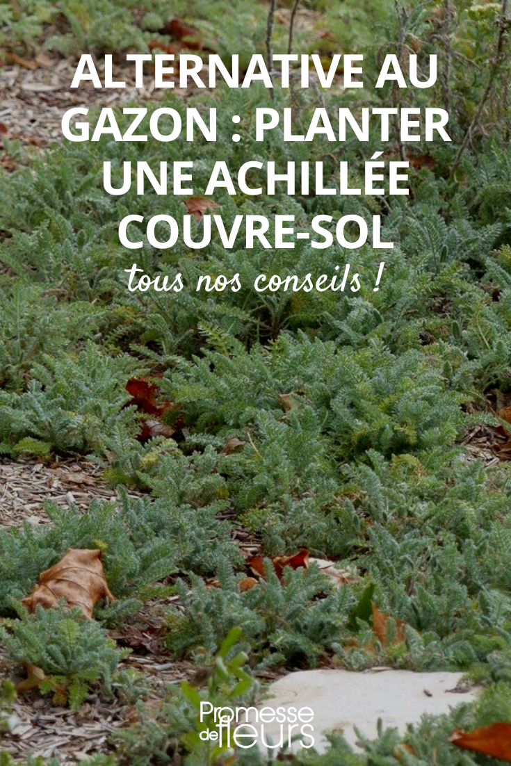 Aquilea crithmifolia