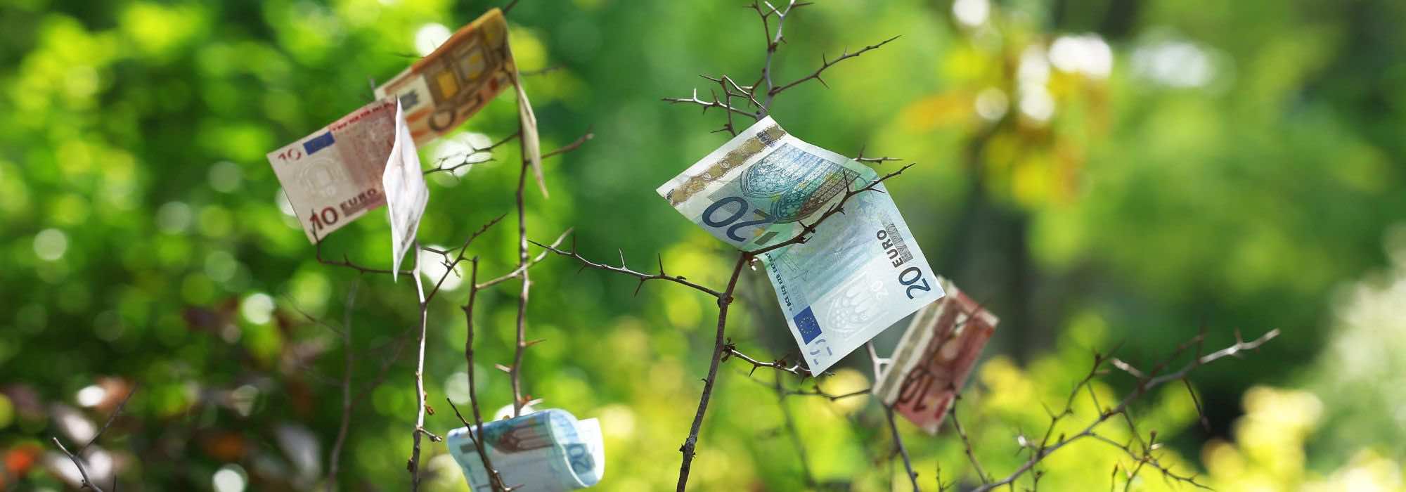 Crear un jardín sin arruinarse