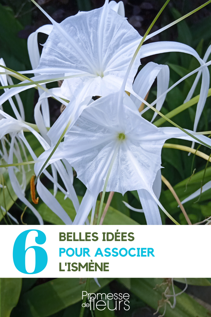 Asociación de Hymenocallis en el jardín