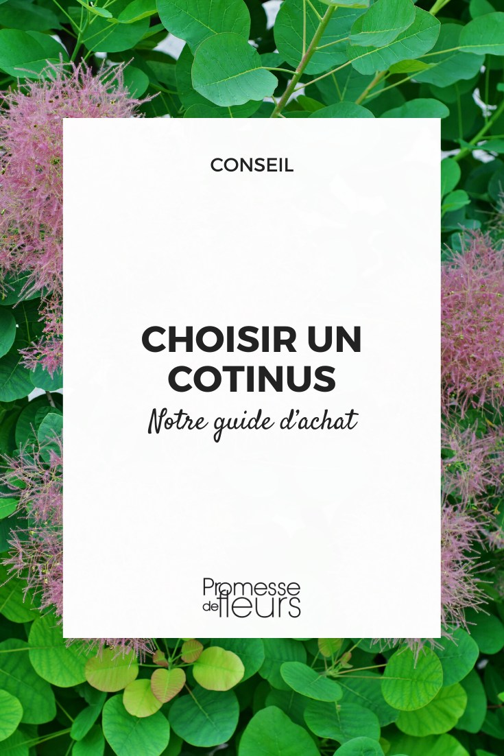Cotinus guía de compra