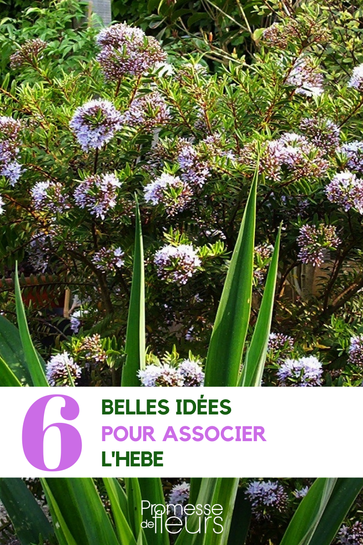 Asociaciones de la Veronica arbustiva en el jardín