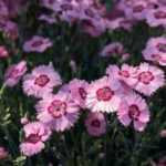 ¿Cómo hacer esquejes de claveles?