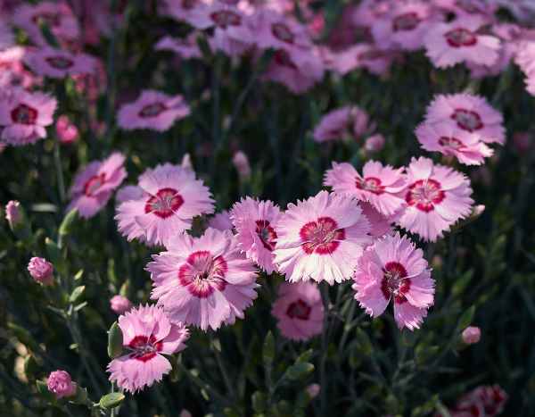 ¿Cómo hacer esquejes de claveles?