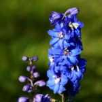 ¿Cómo hacer esquejes de delphinium?