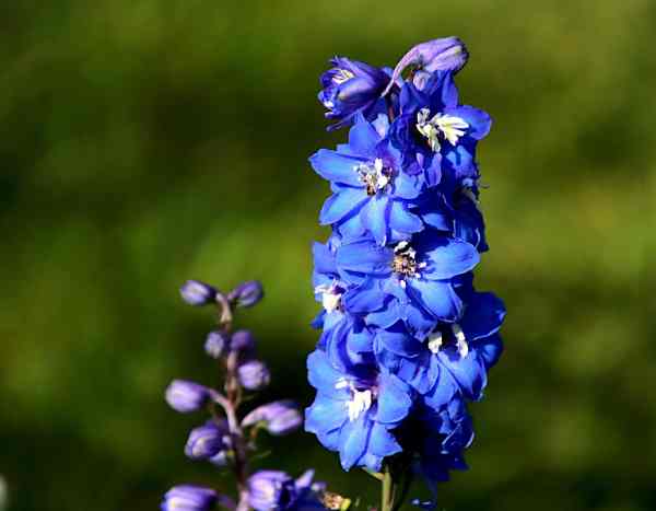 ¿Cómo hacer esquejes de delphinium?