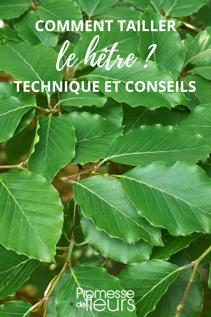 Tamaño Haya, Fagus sylvatica