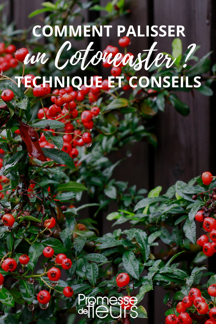 Espaldera de los Cotoneaster