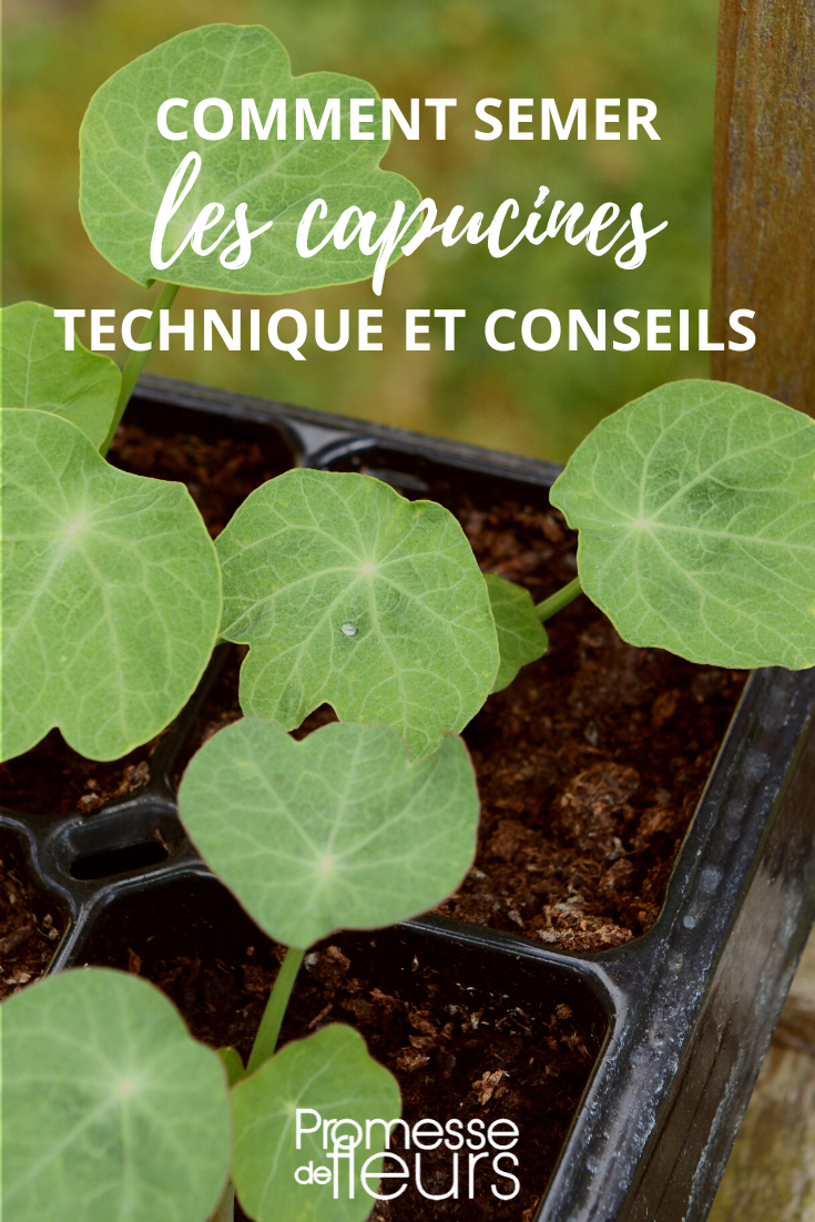 Siembra de capuchinas