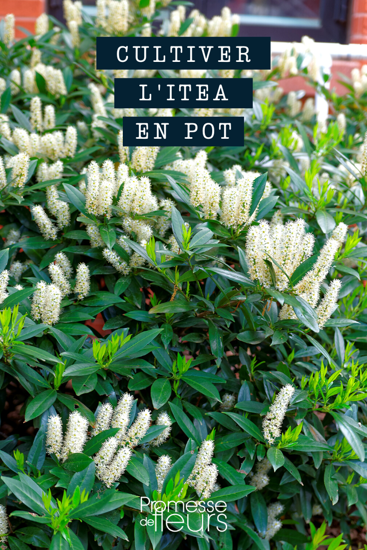 Cultivo de Itea en maceta o contenedor