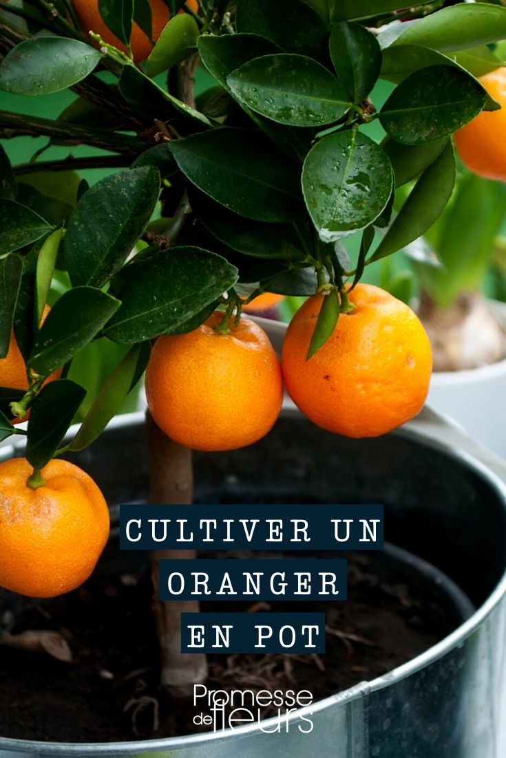 Citrus Sinensis en maceta