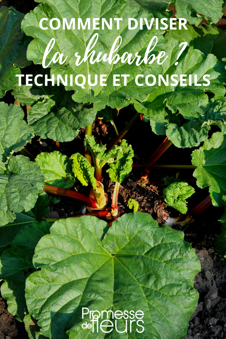 dividir y multiplicar ruibarbo