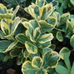 ¿Cómo formar un Evónimo en forma de tallo?