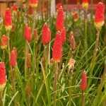 Multiplicar un Kniphofia