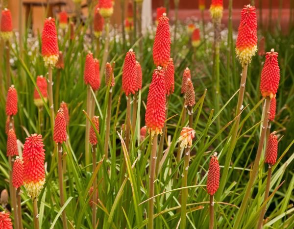 Multiplicar un Kniphofia