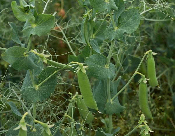 Siembra de guisantes verdes: lograr el cultivo desde la siembra hasta la cosecha en el huerto