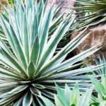Agaves, yucas y cactus: ¡Plantas exóticas para un jardín único!