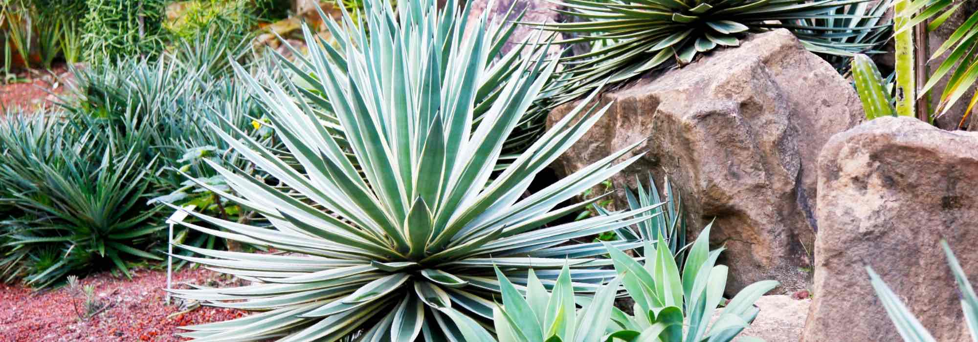 Agaves, yucas y cactus: ¡Plantas exóticas para un jardín único!