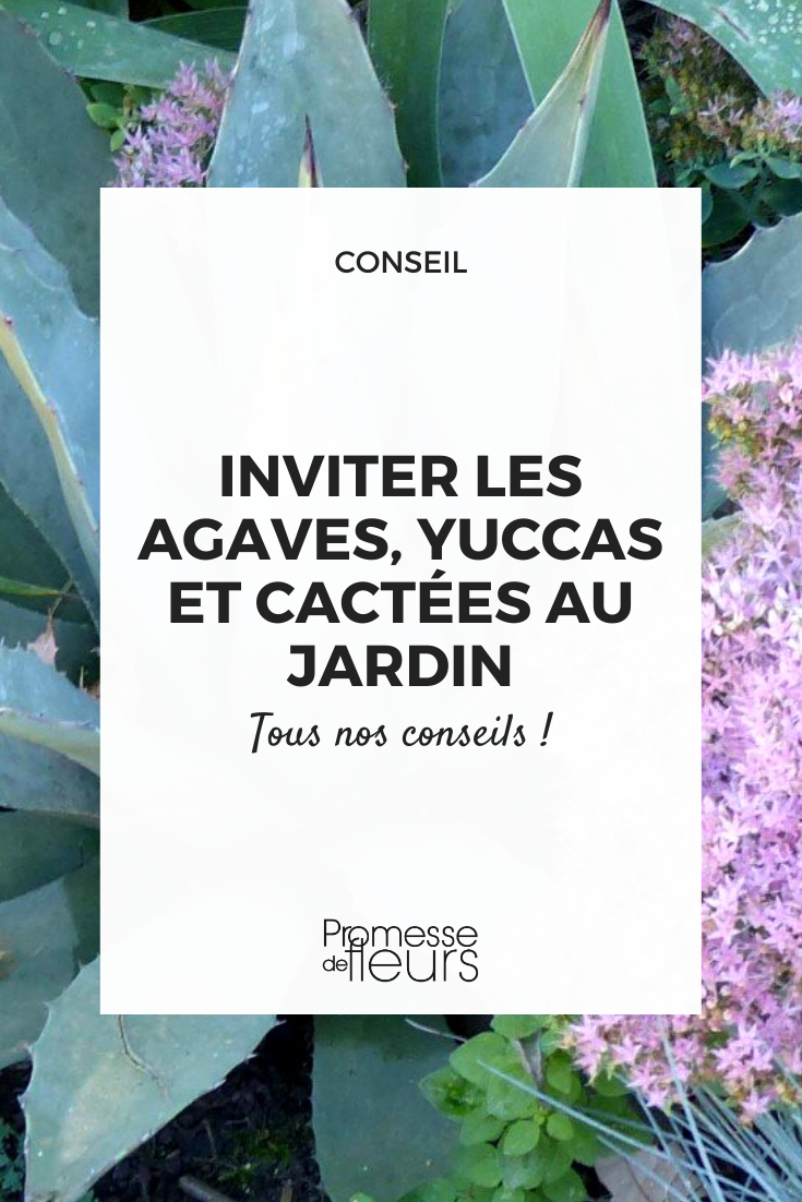 áloes, yucas, cactáceas