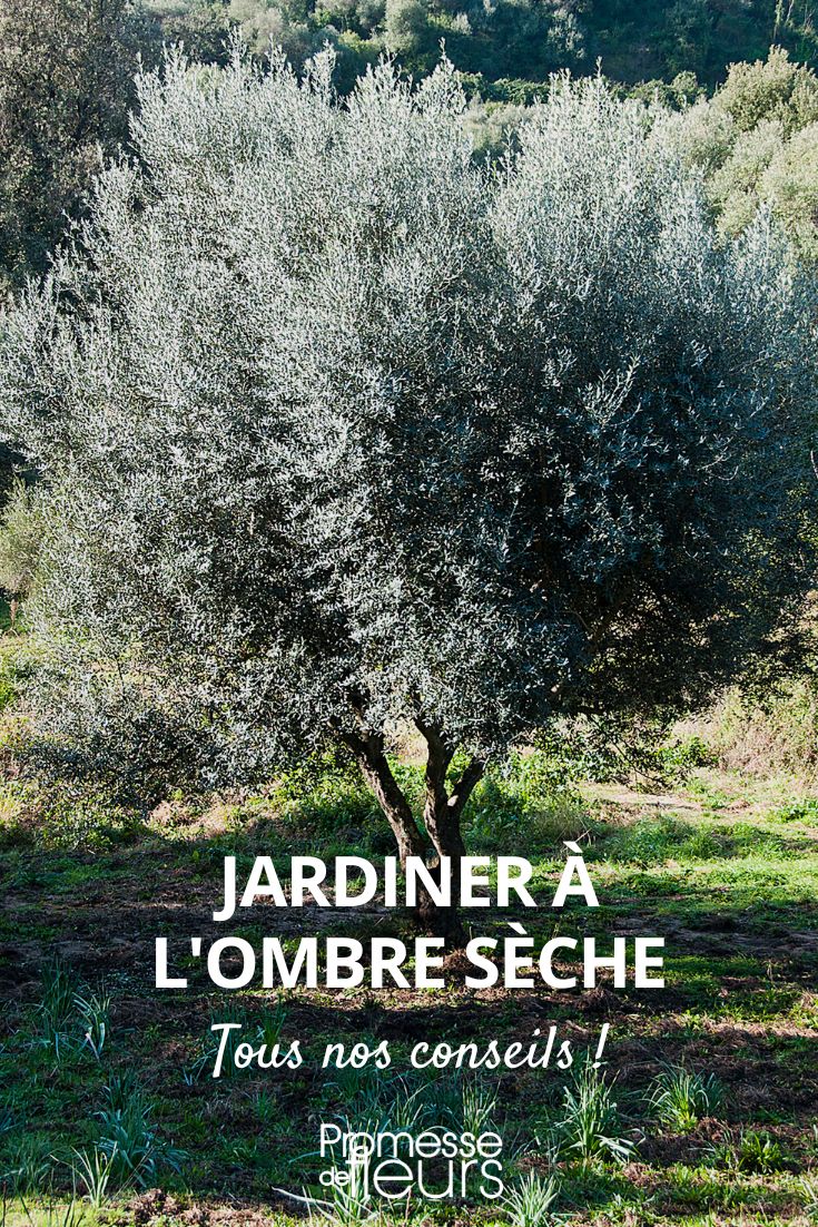 Plantar a la sombra seca, plantar bajo un árbol, plantas para sombra seca