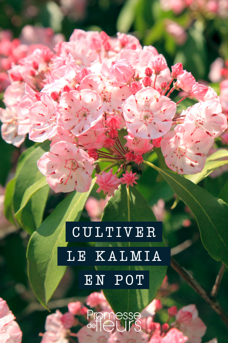 Kalmia en maceta