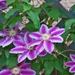 El podado de las plantas trepadoras