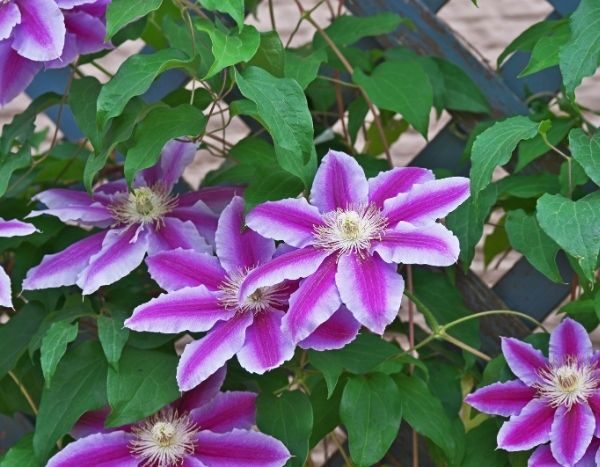 El podado de las plantas trepadoras