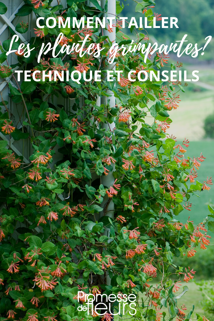 Cómo podar las trepadoras