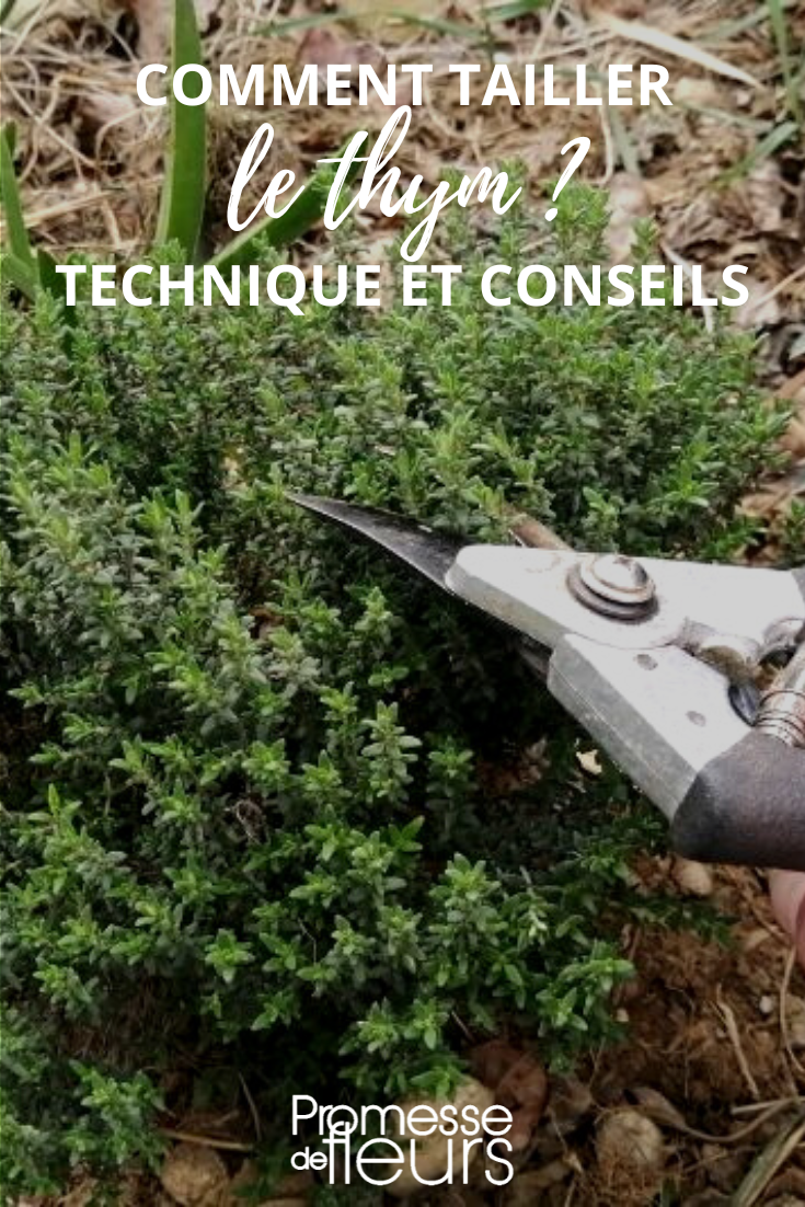 cómo podar un tomillo