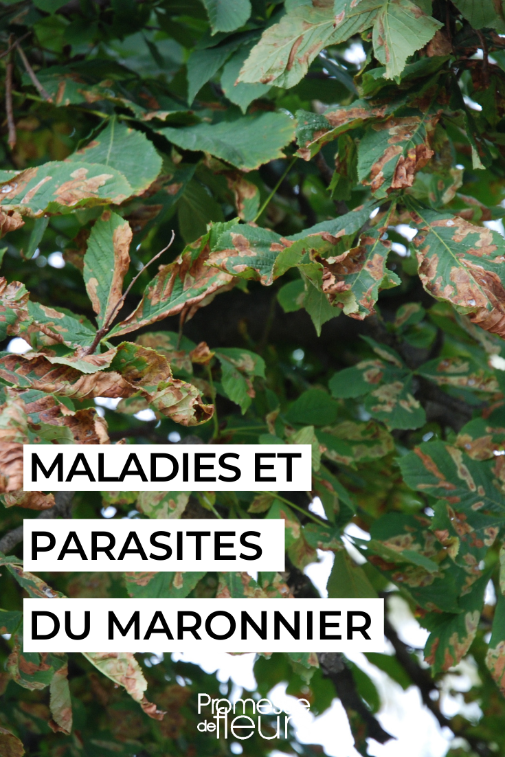 Minadora del castaño