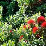 **Metrosideros: plantar, cultivar**  

El *Metrosideros* es un género de plantas fascinantes, apreciadas por su floración espectacular y su follaje persistente. Originarias de Oceanía, estas plantas pueden cultivarse en jardines o en macetas, dependiendo del clima.  

### **Plantación del Metrosideros**  
- **Época ideal**: Primavera u otoño en regiones templadas.  
- **Suelo**: Bien drenado, fértil y ligeramente ácido.  
- **Exposición**: Pleno sol o sombra parcial.  
- **Riego**: Regular al principio, luego moderado una vez establecido.  

### **Cultivo y cuidados**  
- **Poda**: Ligera, para mantener la forma y estimular la floración.  
- **Resistencia**: Tolera bien el viento y el rocío marino, pero es sensible a heladas fuertes.  
- **Abono**: Aplicar un fertilizante equilibrado en primavera.  

Con los cuidados adecuados, el *Metrosideros* puede convertirse en un arbusto o pequeño árbol de gran belleza, ideal para jardines costeros o como planta ornamental.