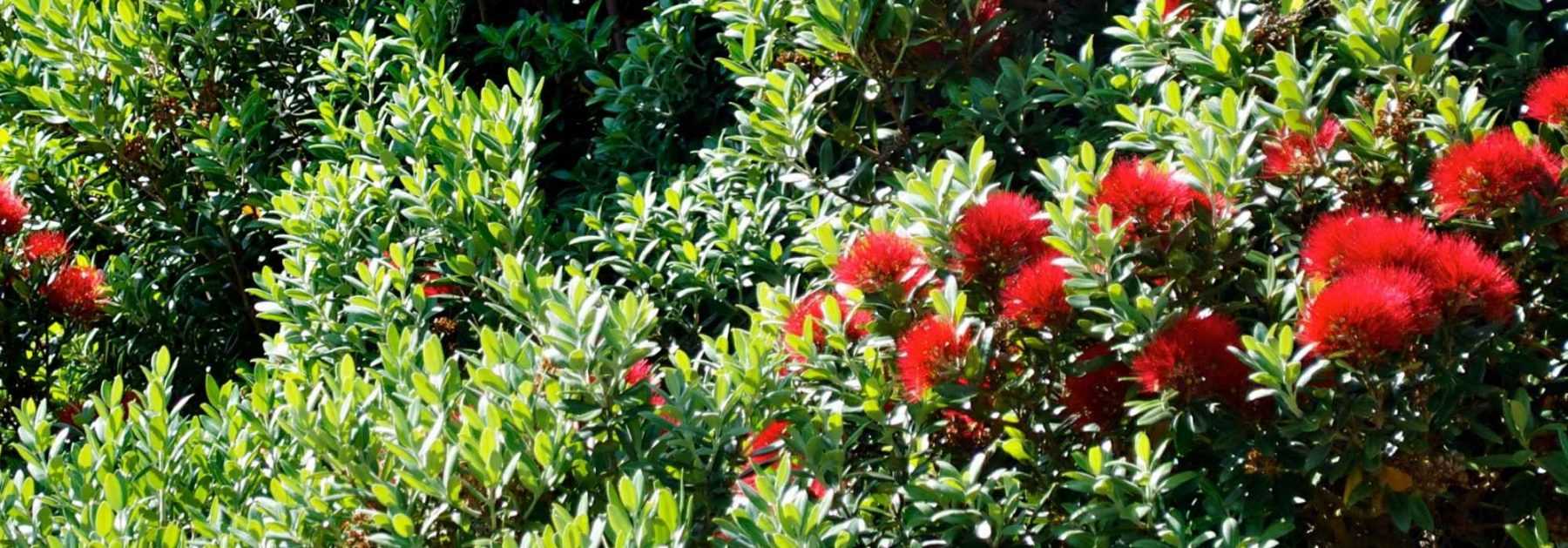 **Metrosideros: plantar, cultivar**
El *Metrosideros* es un género de plantas fascinantes, apreciadas por su floración espectacular y su follaje persistente. Originarias de Oceanía, estas plantas pueden cultivarse en jardines o en macetas, dependiendo del clima.
### **Plantación del Metrosideros**
- **Época ideal**: Primavera u otoño en regiones templadas.
- **Suelo**: Bien drenado, fértil y ligeramente ácido.
- **Exposición**: Pleno sol o sombra parcial.
- **Riego**: Regular al principio, luego moderado una vez establecido.
### **Cultivo y cuidados**
- **Poda**: Ligera, para mantener la forma y estimular la floración.
- **Resistencia**: Tolera bien el viento y el rocío marino, pero es sensible a heladas fuertes.
- **Abono**: Aplicar un fertilizante equilibrado en primavera.
Con los cuidados adecuados, el *Metrosideros* puede convertirse en un arbusto o pequeño árbol de gran belleza, ideal para jardines costeros o como planta ornamental.