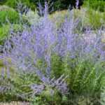 ¿Cómo multiplicar el Perovskia?