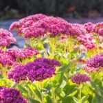 Cómo multiplicar los sedums?