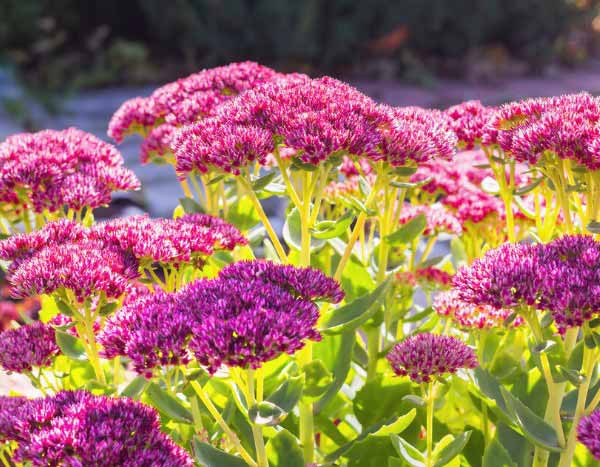 Cómo multiplicar los sedums?