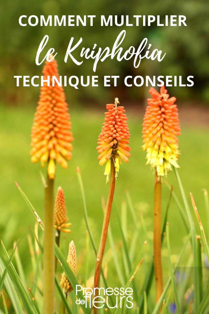Dividir y sembrar Kniphofia, Tritoma