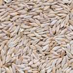 Cómo recolectar tus semillas de lechugas y ensaladas