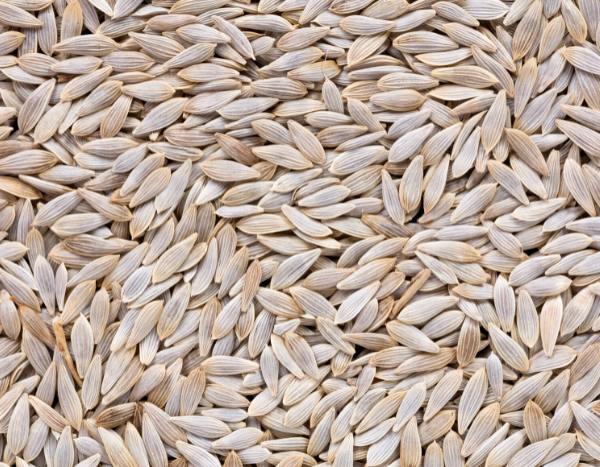 Cómo recolectar tus semillas de lechugas y ensaladas