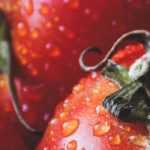 Los tomates: siembra, plantación, cuidados y cosecha