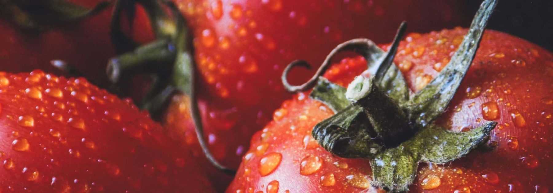 Los tomates: siembra, plantación, cuidados y cosecha