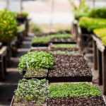 La invernadero Walipini: para cultivar verduras todo el año