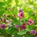 ¿Cuándo y cómo podar la Akebia?