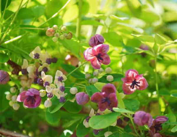 ¿Cuándo y cómo podar la Akebia?