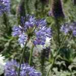Crear un jardín inspirado en Madeira, la isla de las flores