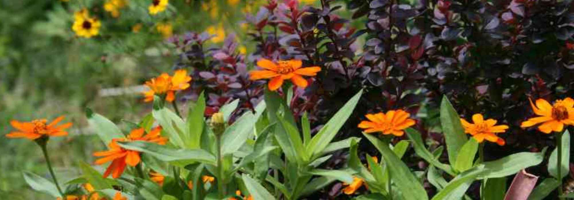 8 consejos de paisajistas para crear un macizo naranja y púrpura