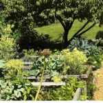 La contra-plantación: ¿qué es? ¿Cómo hacerlo?