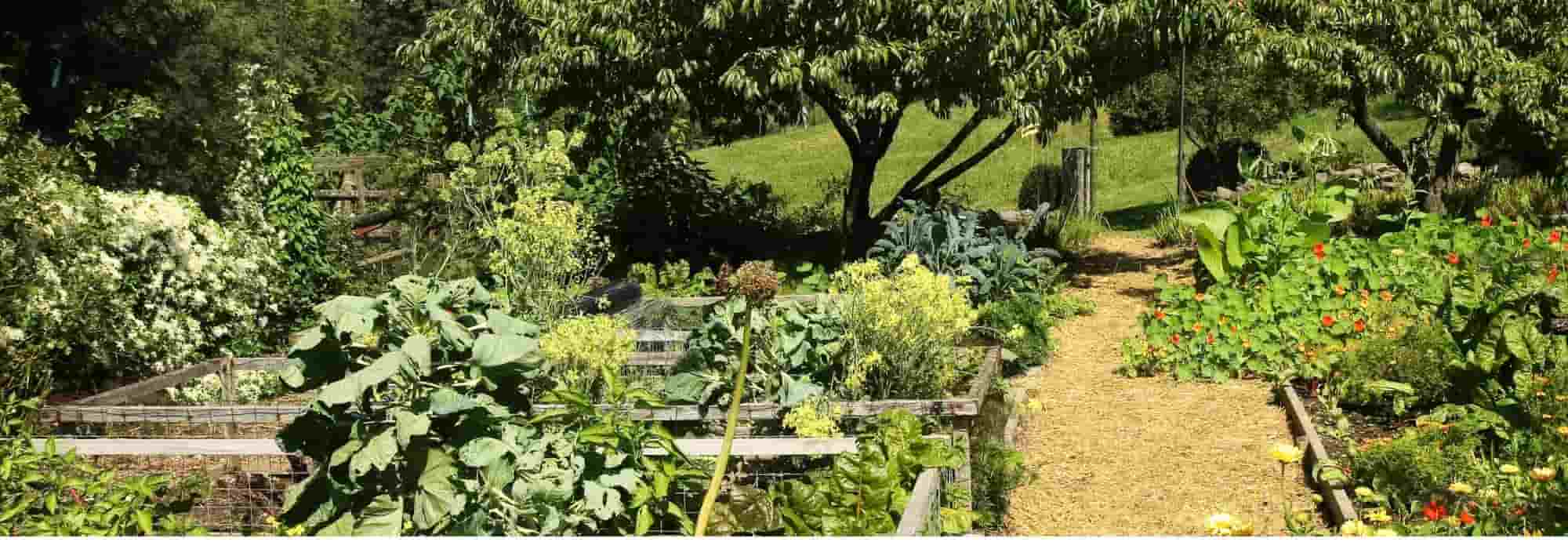 La contra-plantación: ¿qué es? ¿Cómo hacerlo?