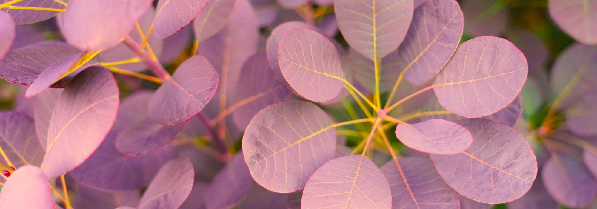 Cotinus púrpura: las variedades más bonitas